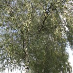 IMG_5076